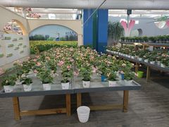 -荷兰花海