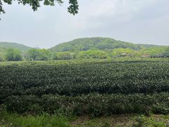 -中国茶叶博物馆(双峰馆区)