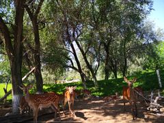 -北京野生动物园