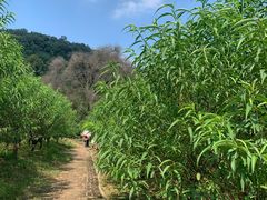 -南国桃园旅游度假区