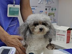 -博特宠物医院24h犬猫全科.骨科·异宠