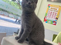-艾吉宠物医院·疑难杂症转诊中心·猫友好(碧江路院)