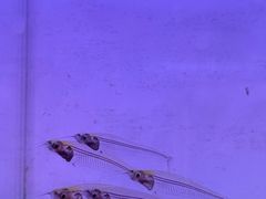 -中环花鸟鱼虫市场