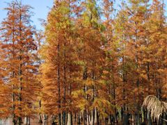 -白鹭湾湿地公园