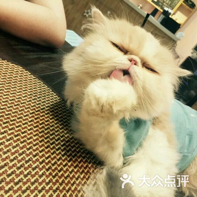 angelacat猫咪主题咖啡馆(新街口店)图片 - 第534张
