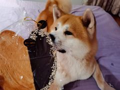 -美食乐的蝴蝶酥(合生汇店)