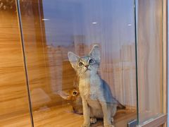 -猫十亿·布偶金渐层·曼基康矮脚猫舍(青年路店)