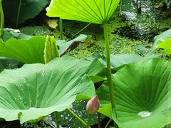 -长春市南湖公园