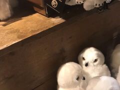 -九又四分之三站台哈利波特商店