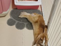 -纳吉亚猫专科动物医院·北北分院