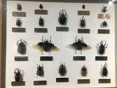 -上海昆虫博物馆