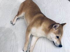 -浣熊柯尔鸭土拨鼠·电玩咖