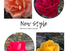 -海上花岛玫瑰园采摘