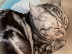 -猫大福·Fortune Cat猫舍(百子湾店)