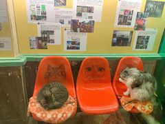 -猫咪博物馆(顶澳仔猫街店)