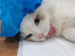 -瑞鹏宠物医院·骨科·猫科·内科(第一中心)