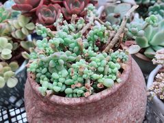 -绝味鸭脖(双龙路店)