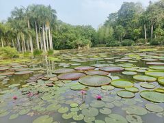 -中国科学院西双版纳热带植物园