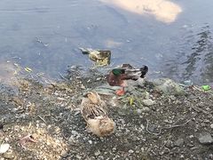 -百花洲