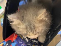 -欣宠猫屋·矮脚拿破仑·蓝金金渐层