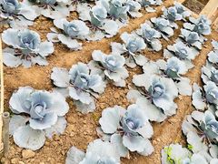 -兰陵国家农业公园