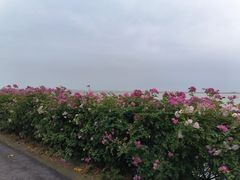 -贡湖湾湿地公园