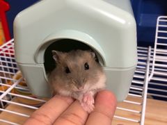 -钓仓鼠(洋桥北里小区店)
