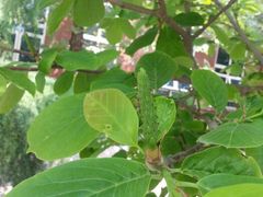 android_upload_pic-北京市海淀外国语实验学校