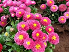 -田园东方蜜桃村的田野营地