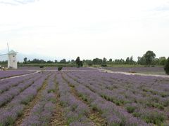 -曲江薰衣草庄园