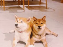 -柴务处·柴犬主题狗咖