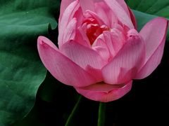 -陈家山荷花公园