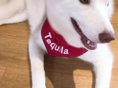 -Husky Go! 哈士奇体验馆·宠物咖啡厅狗咖