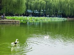 -团结湖公园