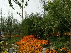 -武清南湖绿博园