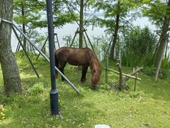-金鸡湖桃花岛