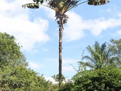 -西双版纳原始森林公园