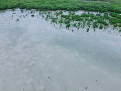 -北海金海湾红树林生态旅游区