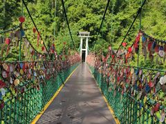 -西双版纳原始森林公园