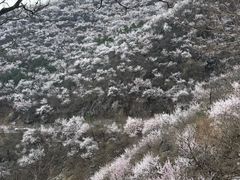 -妙峰山风景名胜区
