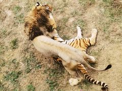 -泉州海丝野生动物世界