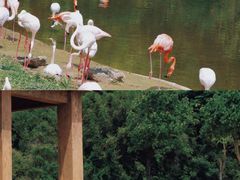 -杭州野生动物世界