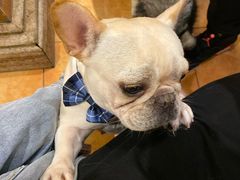 -more than meow吴止猫主题餐厅(承德 中船汇店)