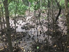 -东寨港红树林旅游区