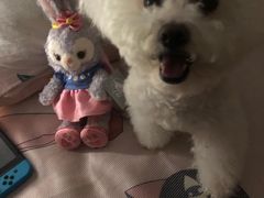 -艾贝尔宠物诊疗