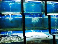 水产区-老东镇啤酒屋海鲜加工·蒸汽海鲜·海鲜烧烤(台东店)