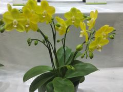 -东南花都花博园