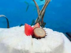 -瑞德姆美人鱼海底演艺主题餐厅(亚龙湾店)