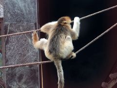 -西安秦岭野生动物园