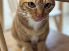 -楼上猫咖(罗湖店)